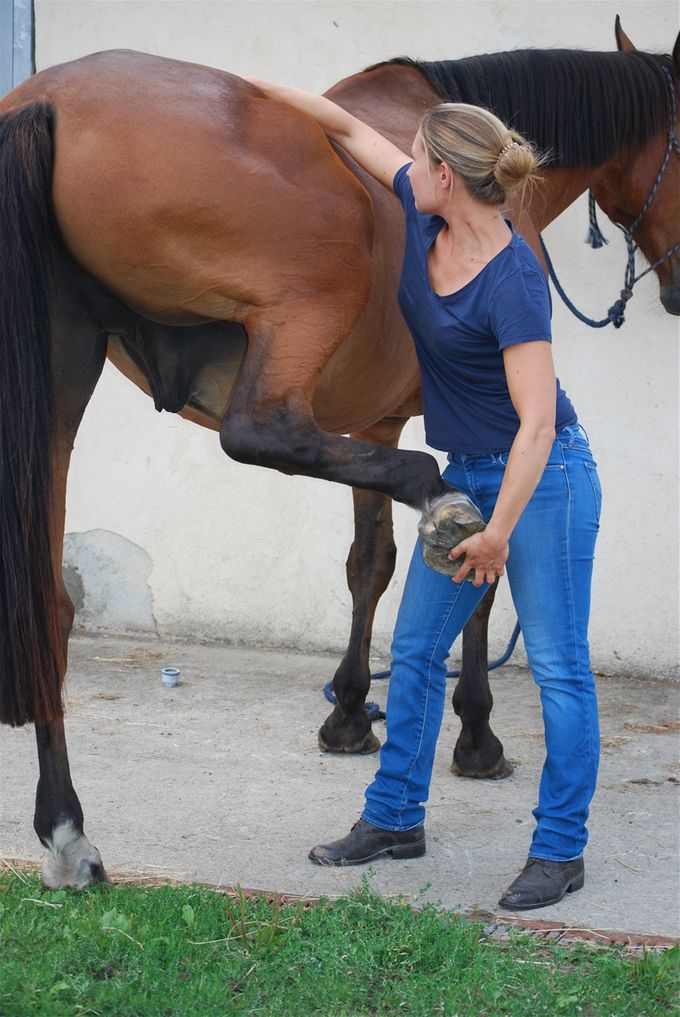 Test de dysfonctions ostéopathiques lombaires sur un cheval